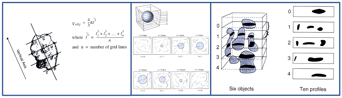 stereology imagej