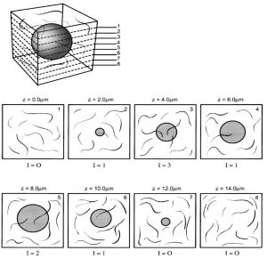 Space Balls 3 Progression through the z-stack of the space ball