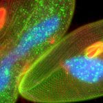 FluoroStereologer™ : The powerful integration of stereology and fluorescence